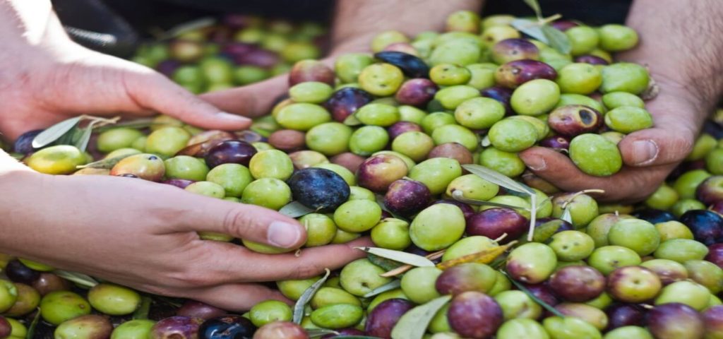 La terra di Puglia